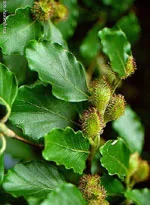 dottorbianchi2-2224732