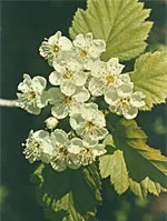 farmasconti3-2196509