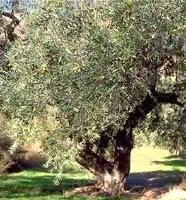farmasconti3-2196521